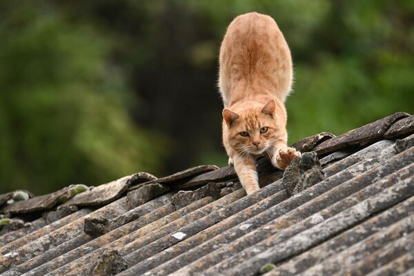 Кот на крыше дома на горе Арман-Кая