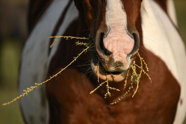 Лошадь у Белой скалы