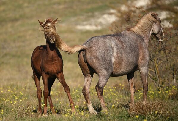 Лошади у Белой скалы (Ак-Кая) в Белогорском районе Крыма, Россия