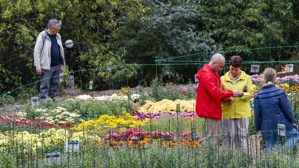 Никитский ботанический сад. Бал хризантем 