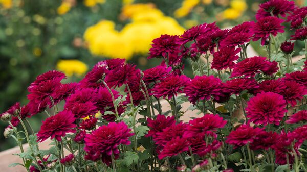 Никитский ботанический сад. Бал хризантем Никитский ботанический сад. Бал хризантем