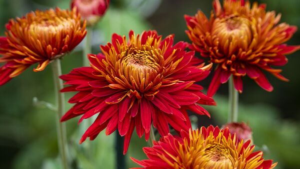 Никитский ботанический сад. Бал хризантем Никитский ботанический сад. Бал хризантем