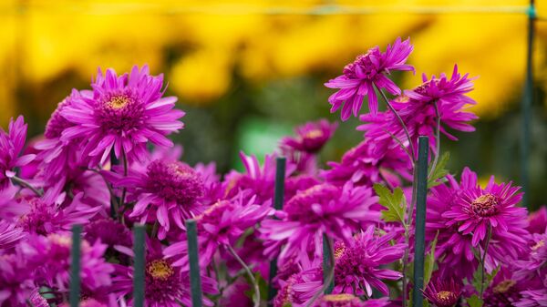 Никитский ботанический сад. Бал хризантем Никитский ботанический сад. Бал хризантем