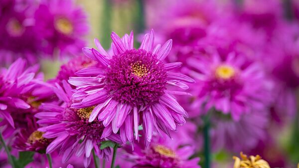 Никитский ботанический сад. Бал хризантем Никитский ботанический сад. Бал хризантем