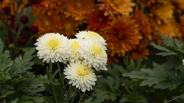 Никитский ботанический сад. Бал хризантем Никитский ботанический сад. Бал хризантем