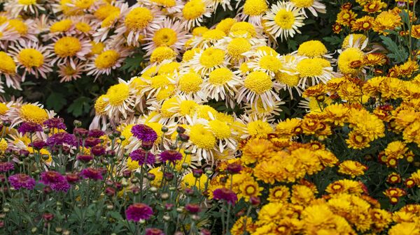 Никитский ботанический сад. Бал хризантем Никитский ботанический сад. Бал хризантем