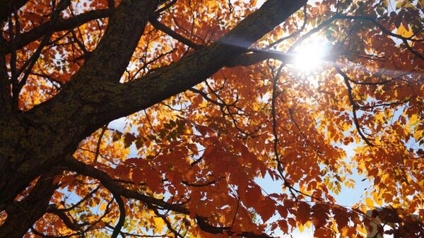 Осенние листья