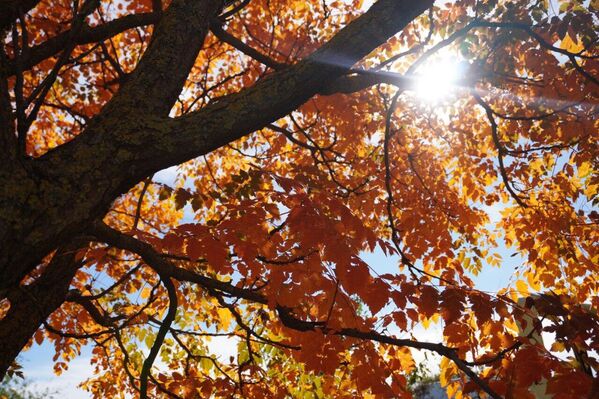 Осенние листья Осенние листья