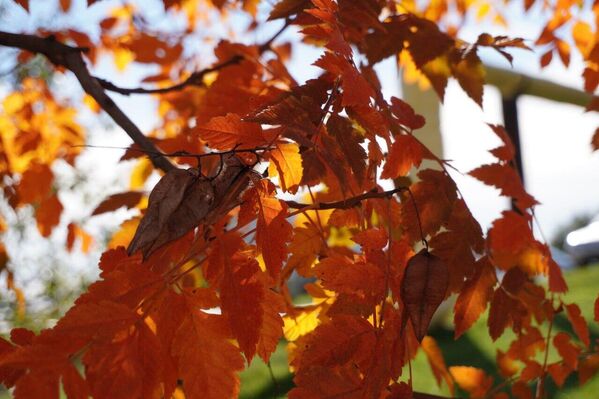 Осенние листья Осенние листья