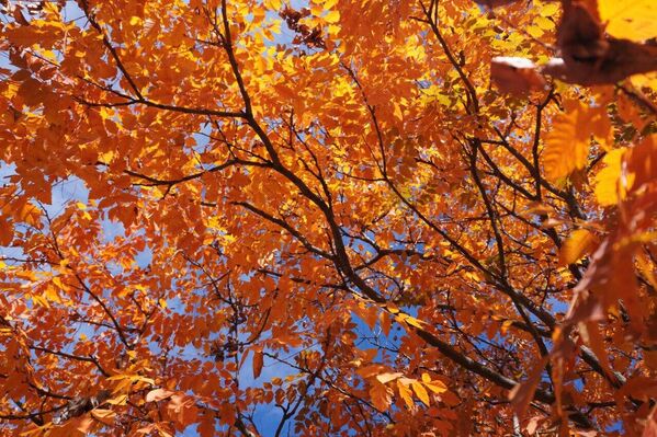 Осенние листья Осенние листья