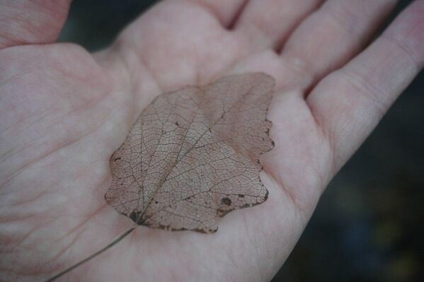 Осенние листья Осенние листья