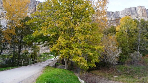 Осенний лес