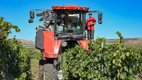 Сбор винограда в Севастополе