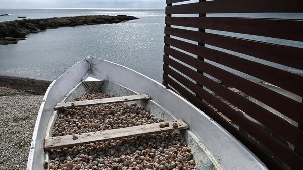 Лодка с раковинами моллюсков рапана