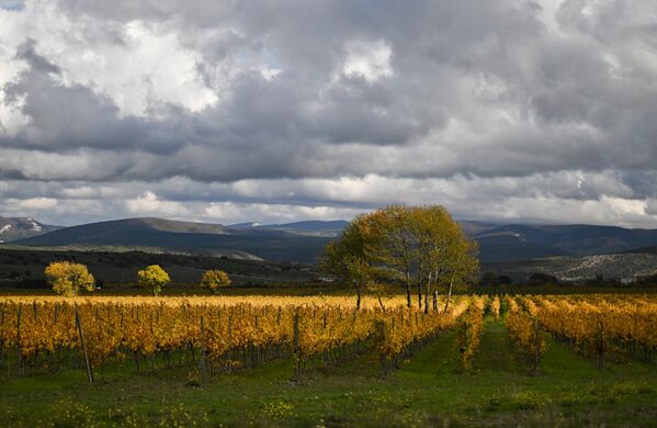 Виноградники в долине Золотая балка в Балаклавском районе в Крыму Виноградники в долине Золотая балка в Балаклавском районе в Крыму