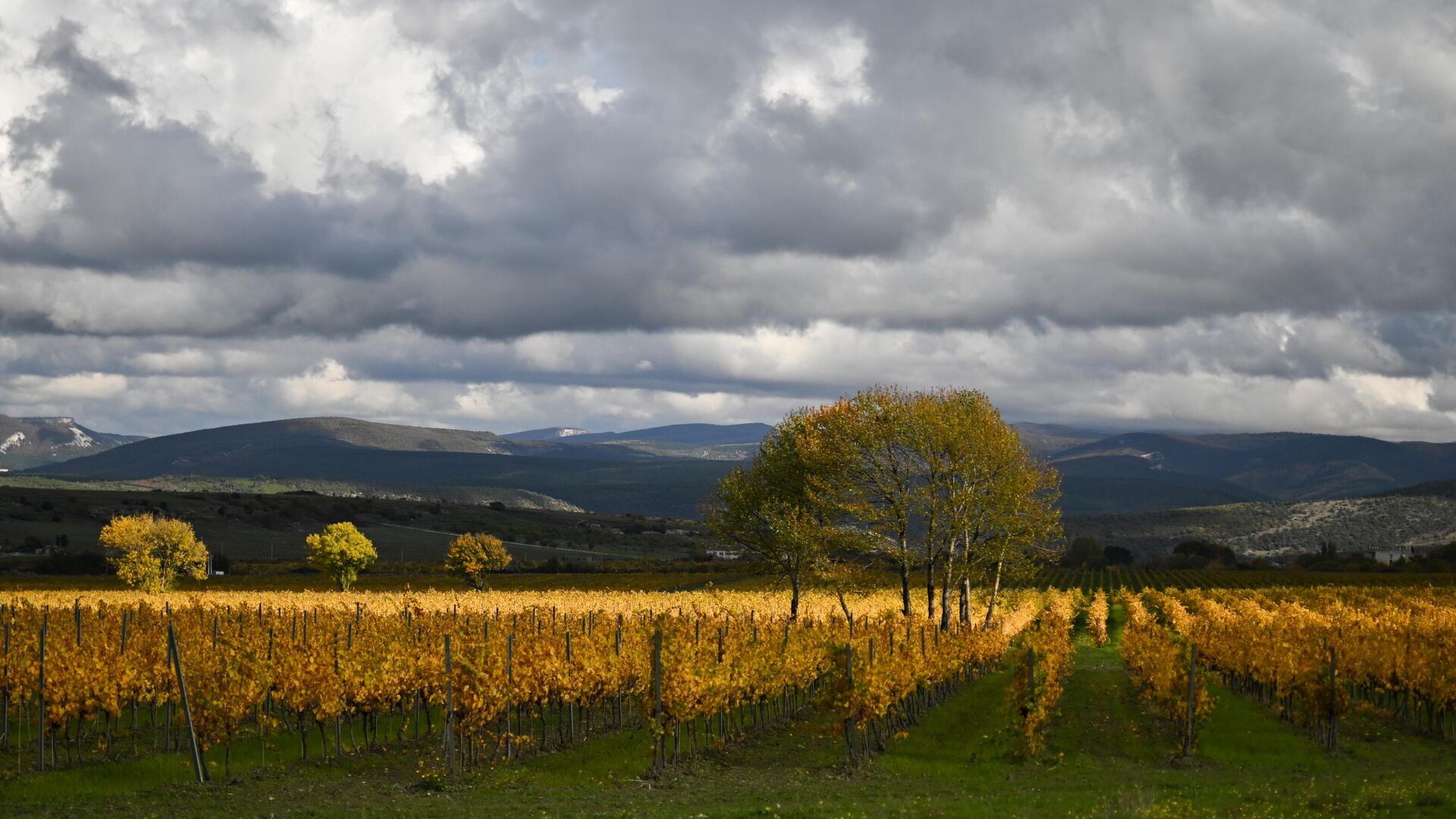 Виноградники в долине Золотая балка в Балаклавском районе в Крыму - РИА Новости, 1920, 29.10.2025