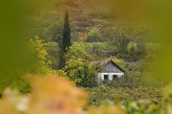 Виноградники в селе Ворон в Крыму Виноградники в селе Ворон в Крыму
