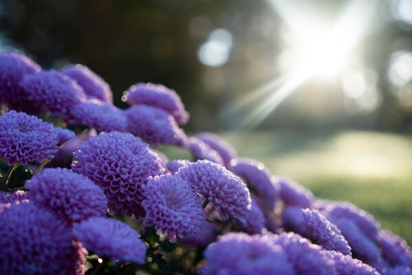 Последние осенние цветы