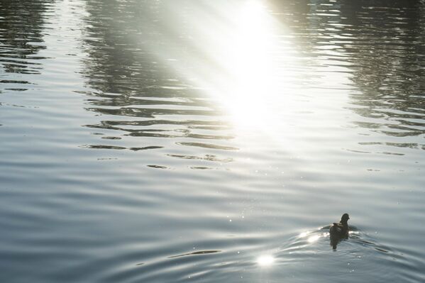 Утки на воде