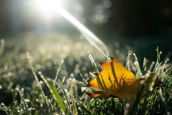 Лист на траве