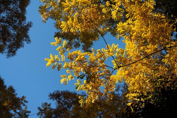 Солнечная листва осенью