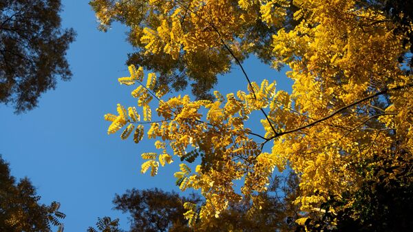 Солнечная листва осенью