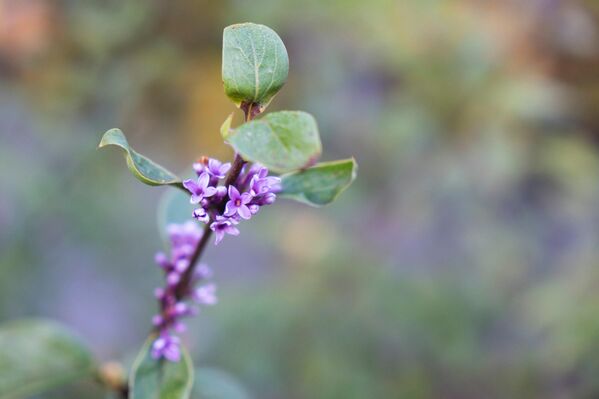 Осенью расцвела сирень