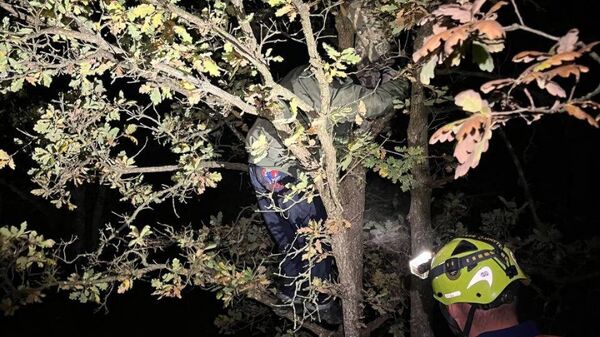 В Крыму спасавшиеся от кабанов дети застряли на дереве