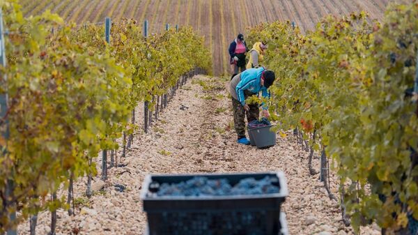 Уборка винограда в Севастополе