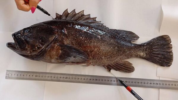 Корейский окунь в лаборатории