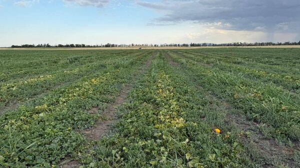 В Кировском районе за культивирование конопли и хранение наркотиков местный житель отправится в колонию