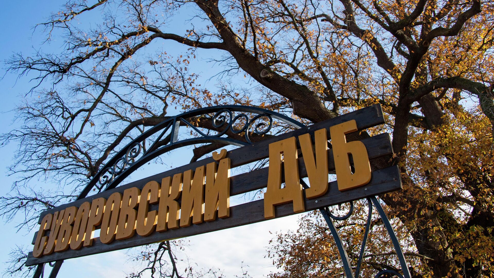 Суворовский дуб вошёл в тройку победителей конкурса Российское дерево года Суворовский дуб вошёл в тройку победителей конкурса Российское дерево года - РИА Новости, 1920, 13.11.2025