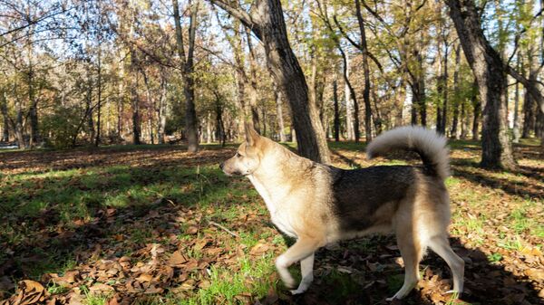 Крымская осень
