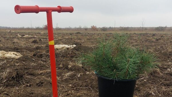 В Крыму продолжается Всероссийская акция Сохраним лес