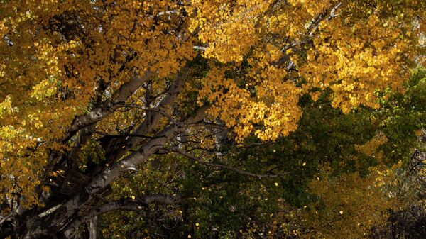 Осенний листопад