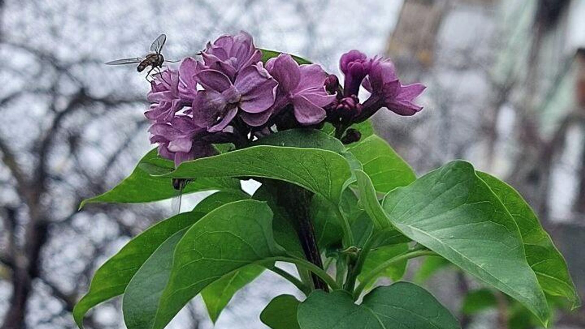 В Симферополе в середине ноября зацвела сирень - РИА Новости, 1920, 22.11.2025
