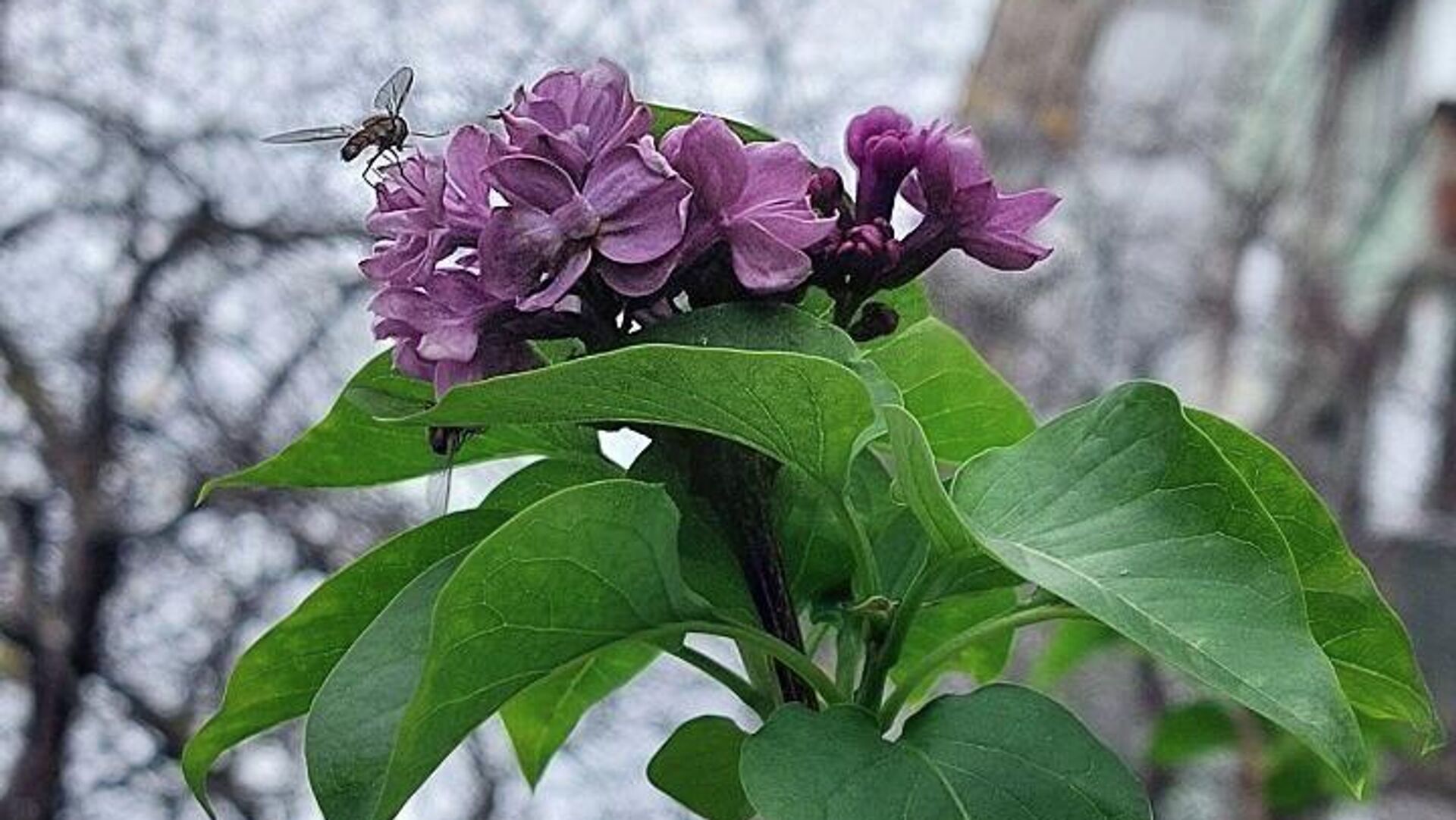 В Симферополе в середине ноября зацвела сирень - РИА Новости, 1920, 22.11.2025