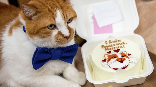 День рождения кота Мостика