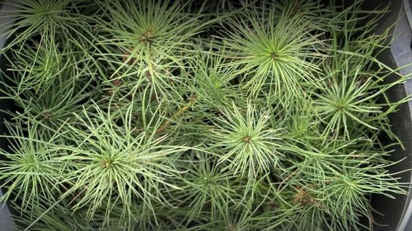 В Крыму высадили 70 миллионное дерево в рамках Всероссийской акции Сохраним лес