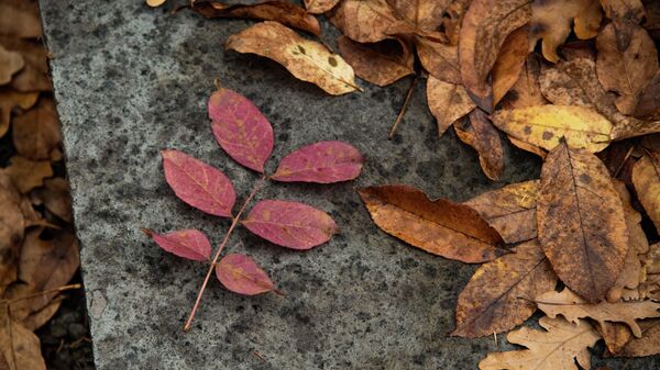 Осень в южнобережном парке