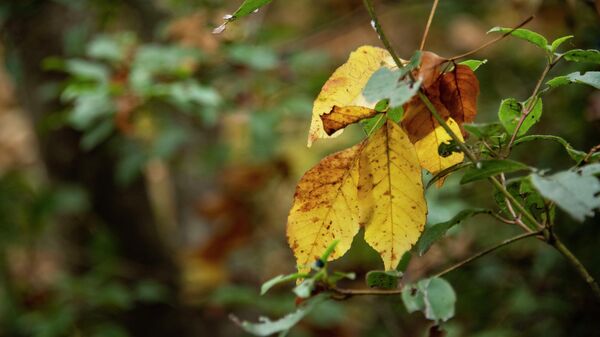 Осень в южнобережном парке