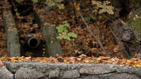 Опавшая листва