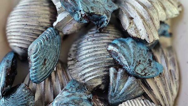 В Севастополе начали выпускать креветки в шоколаде В Севастополе начали выпускать креветки в шоколаде