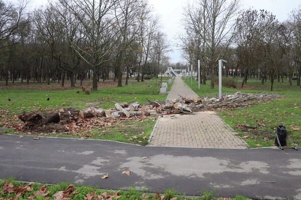 В Керчи штормовой ветер повалил деревья и оборвал провода