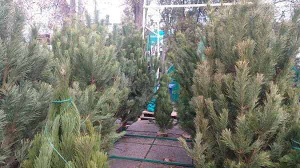 Елочный базар в Симферополе Елочный базар в Симферополе