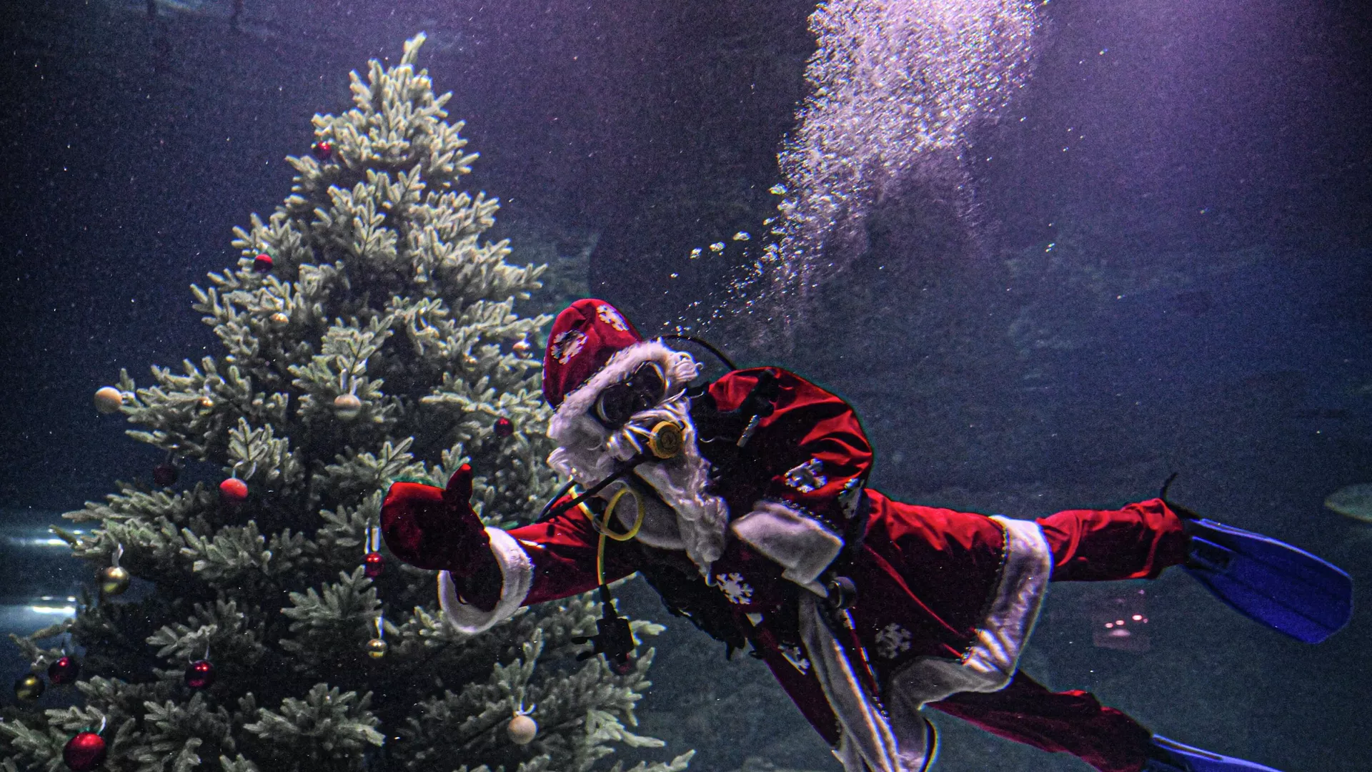 Дайвер в костюме Деда Мороза погрузился в главный морской аквариум Москвариума на ВДНХ  - РИА Новости, 1920, 14.12.2025