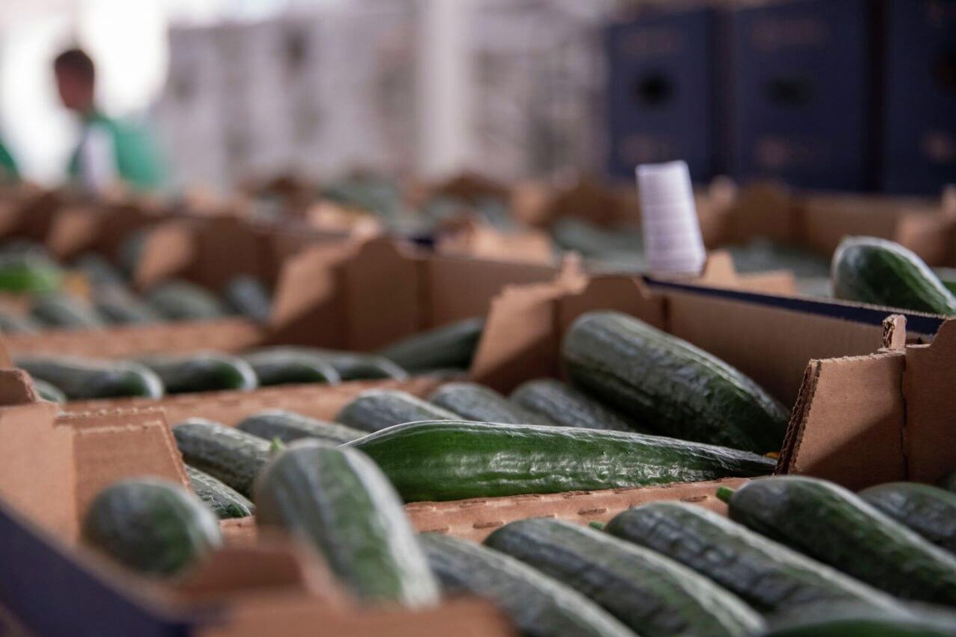 Выращивание огурцов в теплицах в Белогорском районе Крыма - РИА Новости, 1920, 18.12.2025