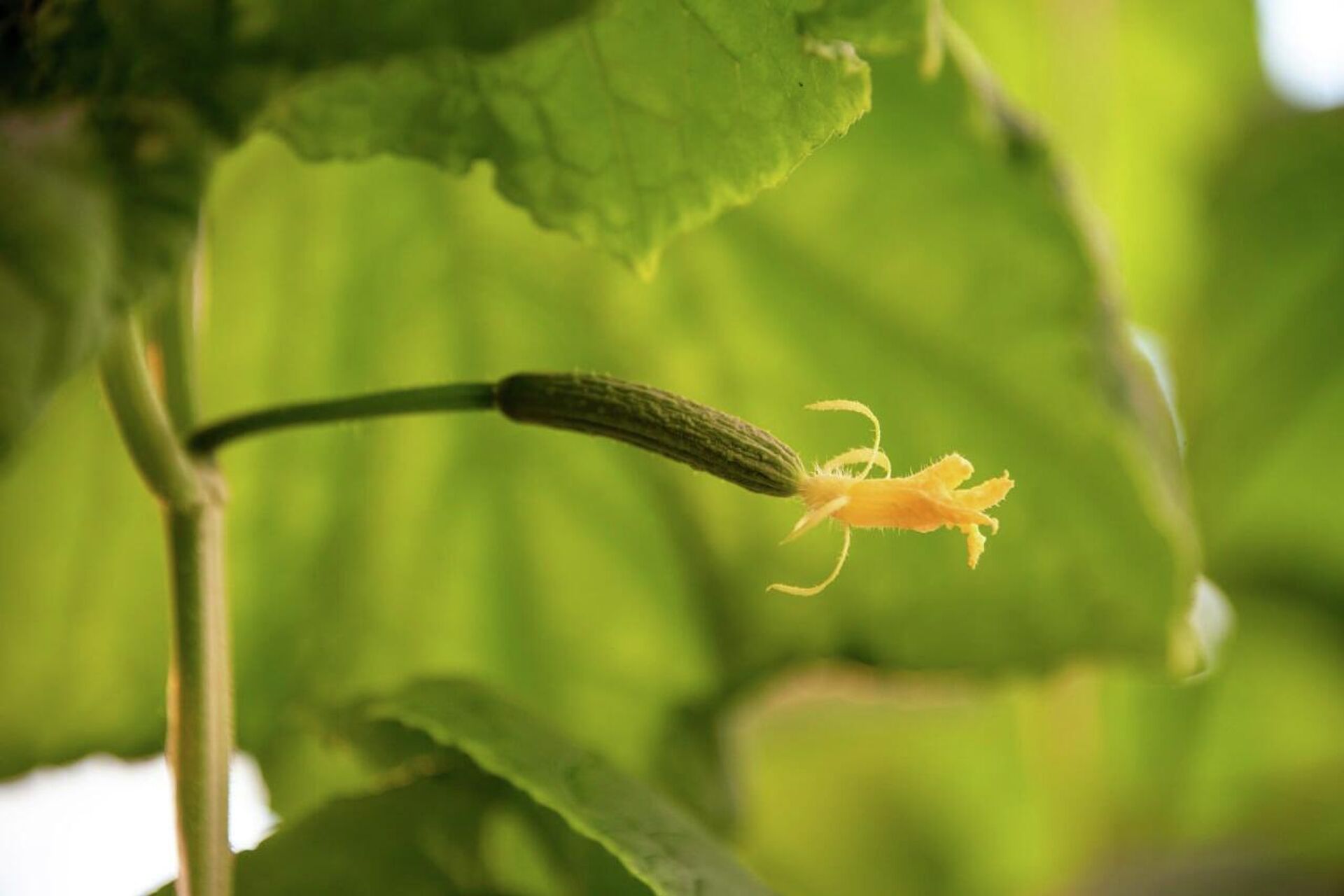 Выращивание огурцов в теплицах в Белогорском районе Крыма - РИА Новости, 1920, 18.12.2025