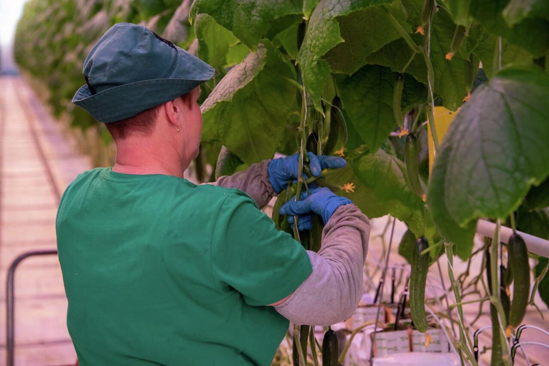 Выращивание огурцов в теплицах в Белогорском районе Крыма - РИА Новости, 1920, 18.12.2025