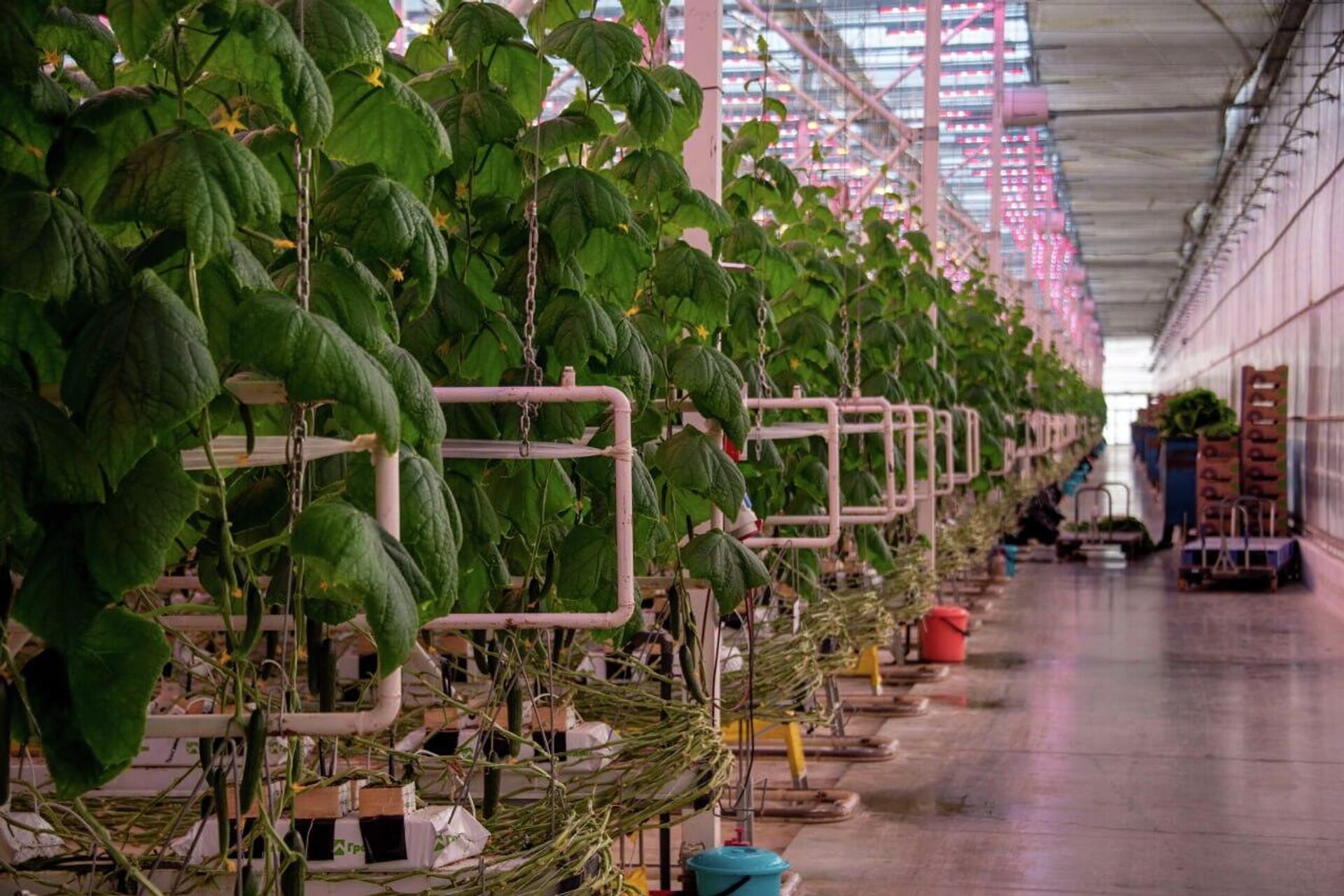 Выращивание огурцов в теплицах в Белогорском районе Крыма - РИА Новости, 1920, 18.12.2025